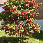 Ca' D'la Nona Casa Con Giardino Vakantiehuis