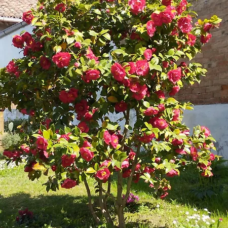 Ca' D'la Nona Casa Con Giardino Vakantiehuis