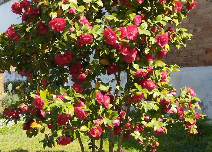 Ca' D'la Nona Casa Con Giardino Feriehus
